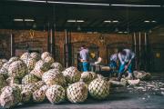 México produce 302 millones de litros de tequila y busca nuevos mercados en otros países