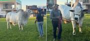Sylvester FIV Trébol y Thanak FIV Sausalito, los toros más pesados de las Fexposiv 2026