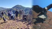 Cóndores rescatados retornan a Torotoro y estrenan los nombres de ‘Beatriz’ y ‘José Juan’