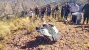 Liberan a dos cóndores andinos en Torotoro tras ser rescatados y rehabilitados