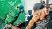 POFOMA rescata un loro silvestre y un mono capuchino en Potosí