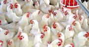 Avicultores: Bloqueos y falta de dièsel redujeron la producción de pollo