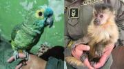 Recuperan un loro silvestre y a un mono capuchino en Potosí