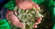 La planta de marihuana es reconocida como droga; la coca… no
