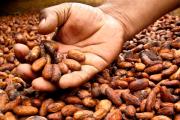 Suspenden el Primer Encuentro Nacional del Cacao Silvestre Boliviano en Beni