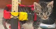 La historia de un pequeño gato que no podía caminar: pasó de una silla de ruedas de cartón a una en 3D