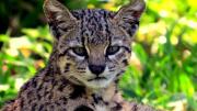 El gato montés en Bolivia enfrenta la amenaza del virus de la panleucopenia