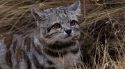 Bolivia, tierra de felinos: WWF revela las 10 especies silvestres que habitan el país