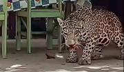 Muerte de jaguar en Beni: Fiscalía indaga presunto biocidio y tenencia ilícita de armas