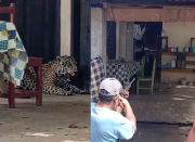 “Era una mascota, no un animal salvaje”: Experto señala que el jaguar asesinado estaba domesticado