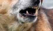 Joven muere tras ser atacado por cinco perros dentro de una vivienda en Sucre