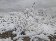 Alerta naranja por nieve en cinco departamentos incluye a Tarija