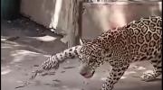 Muerte de jaguar: fiscalía de Beni abre investigación por presunto biocidio y porte ilícito de armas