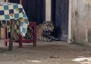 Beni: Guardaparque denuncia que jaguar abatido fue decapitado y trasladado “como trofeo”
