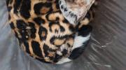 Dictan prisión preventiva para sujeto implicado en el biocidio de un jaguar en Beni