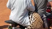 Agenda informativa: acusado de biocidio de un jaguar en Guayaramerín será llevado ante un juez cautelar