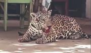 Dictan 60 días de detención por muerte de jaguar en Beni
