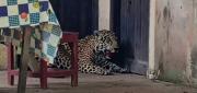 DICTAN 60 DÍAS DE DETENCIÓN PREVENTIVA PARA HOMBRE INVESTIGADO POR LA MUERTE DE UN JAGUAR