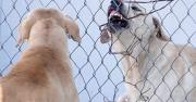 Adolescente de 17 años es identificado como la víctima del ataque de cinco perros en Sucre