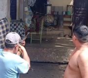 POFOMA reconoce que no cuenta con tranquilizantes para atender emergencias con felinos silvestres