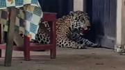 Jaguar abatido pertenecería a una hacienda y como él, muchos son criados en Beni