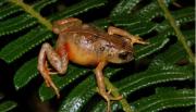 Descubren cuatro nuevas especies de ranas en el norte de la Amazonía peruana