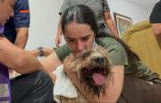 Antonio, el perro rescatado de los escombros alimenta la esperanza de una familia en Cali