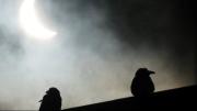 ¿Cómo reaccionan los animales ante los eclipses solares?
