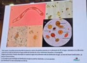La UMSA halla bacterias que escapan a los controles actuales del agua potable y plantea actualizar la normativa