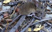 Hantavirus deja tres fallecidos en Tarija y Sedes refuerza la prevención en zonas rurales