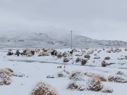 La nevada en Potosí deja rutas cerradas, ganado afectado y más de 30 cm de nieve en cordilleras