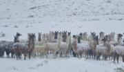 Las nevadas afectan y ponen en riesgo a 19.000 camélidos