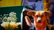La Paz y El Alto celebran a las mascotas por San Roque: conozca dónde bendecir, vacunar y desparasitar a sus peluditos
