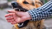 Sucre registra hasta 10 mordeduras de perros al día, reportan más de 2.500 casos en Chuquisaca