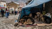 Abandono y venta informal: activistas denuncian un circuito que multiplica la sobrepoblación animal