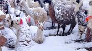 Nevada: 165.000 llamas y ovejas están en riesgo de morir