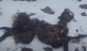 Nevadas dejan animales muertos y ponen en riesgo a 165.000 cabezas de ganado