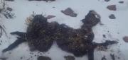 Nevadas dejan animales muertos y ponen en riesgo a 165.000 cabezas de ganado
