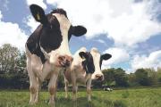 Vacas, kilos y cifras: la ciencia de datos entra al negocio de la ganadería