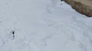 Nevadas alcanzan hasta 35 centímetros en el suroeste potosino