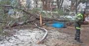 Adulta mayor que fue aplastada por la caída de un árbol se dirigía a realizar trámites