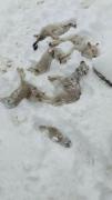 Bolivia bajo cero: nieve y lluvias golpean a cinco departamentos