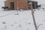 Densa nevada causa un muerto, afecta a 26.220 familias y ganado en el occidente del país