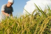 Productores advierten alza de hasta 60% en el precio del arroz