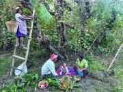 Imagen premiada en Inglaterra resalta la vitivinicultura del Valle de Cinti