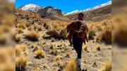 No pudieron sobrevivir ante la nieve y el viento: murieron llamas y alpacas en Cocapata