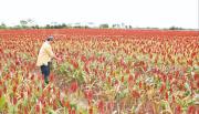 Falta de diésel demora cosecha de 1,5 millones de toneladas de sorgo