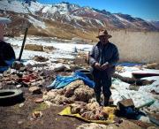 Reportan 900 familias afectadas y muerte de ganado por nevadas en Cocapata
