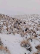 Senamhi emite alerta naranja por nevadas en cuatro departamentos