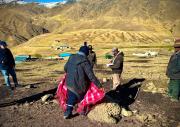 Nevadas afectan a más de 900 familias en comunidades de Cocapata y Gobierno desplaza brigadas